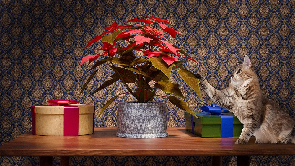 ADOBE-SFTW256_Poinsettia.jpg