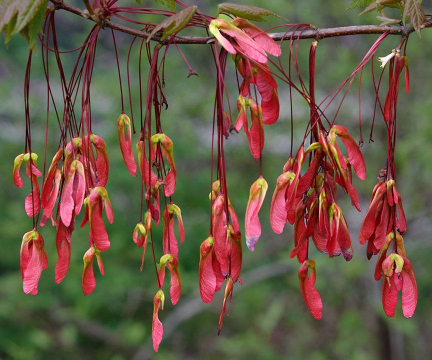 hanging-red-seed-pods.jpg
