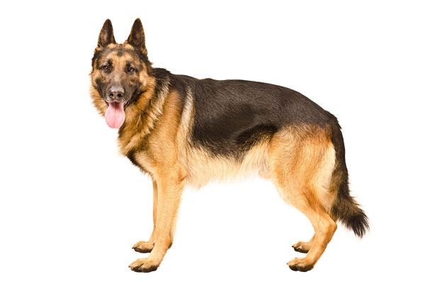 german-shepherd-standing-new.jpg