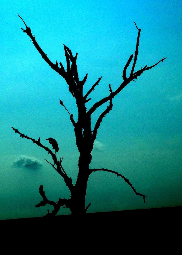 Bombay Hook Silhouette.jpg