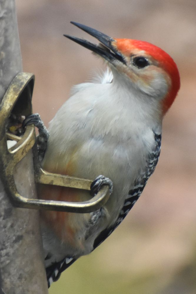 Red-bellied Woodpecker 2 (2).JPG