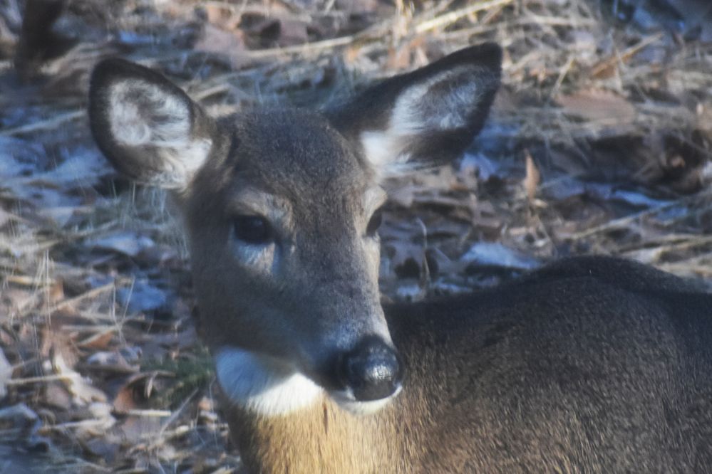 White-tailed Deer.JPG