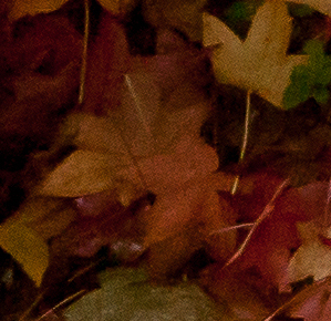 autumn_leaves_cloudy_fall_day_7286-3.jpg