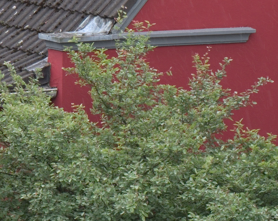 DSCF0296.jpg