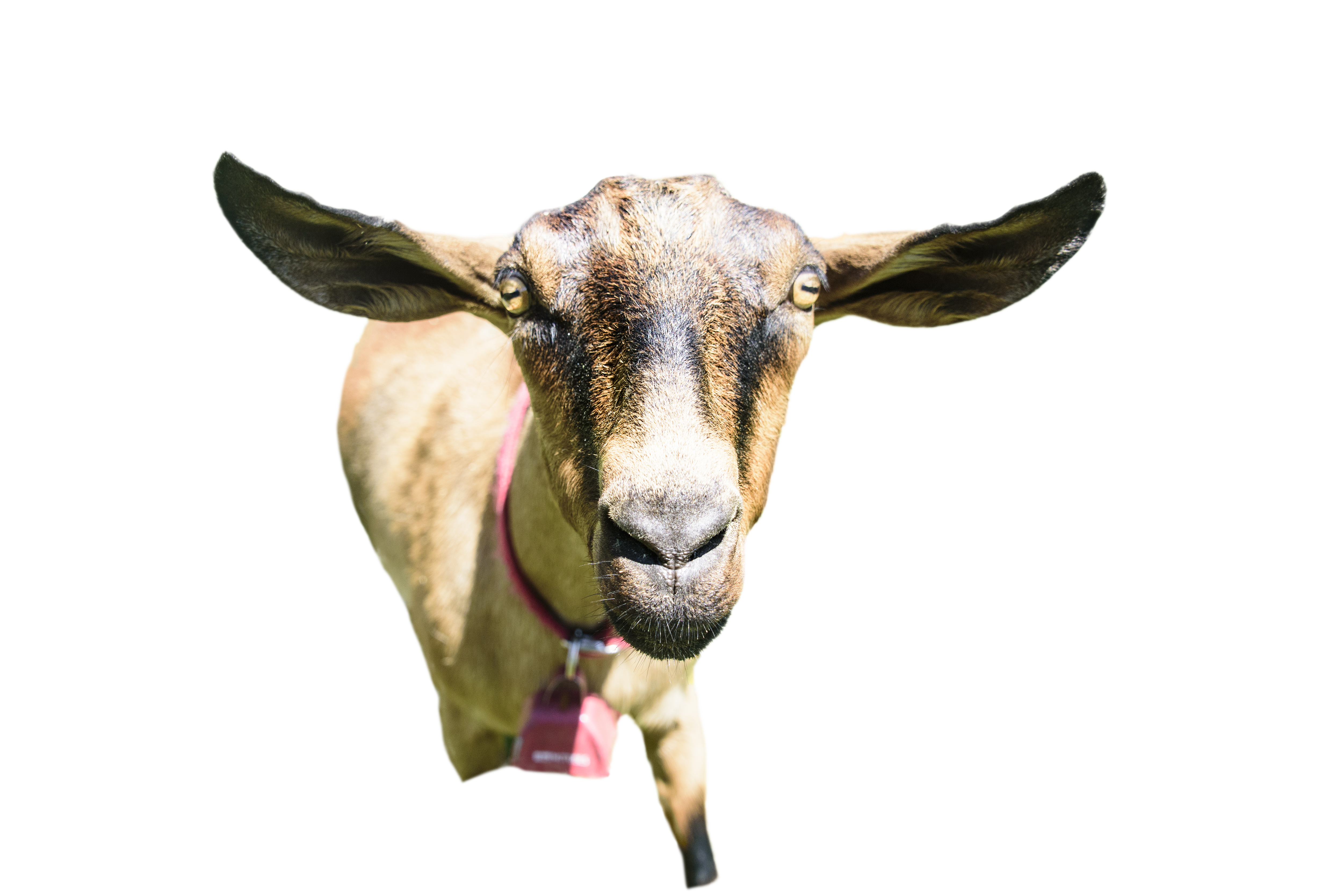 goat3.png